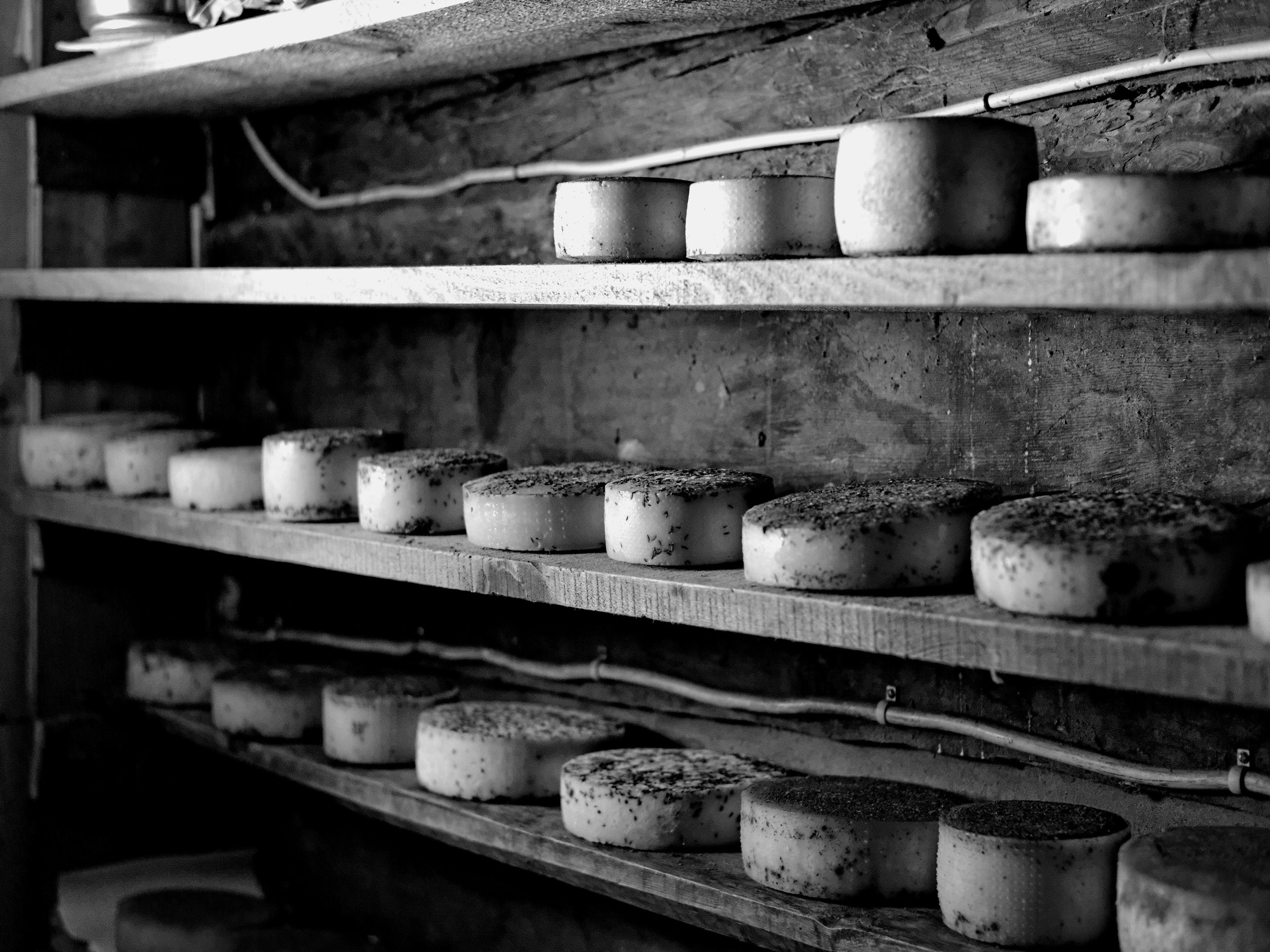 Pecorino Cheese & Rosemary Drinks Biscuits